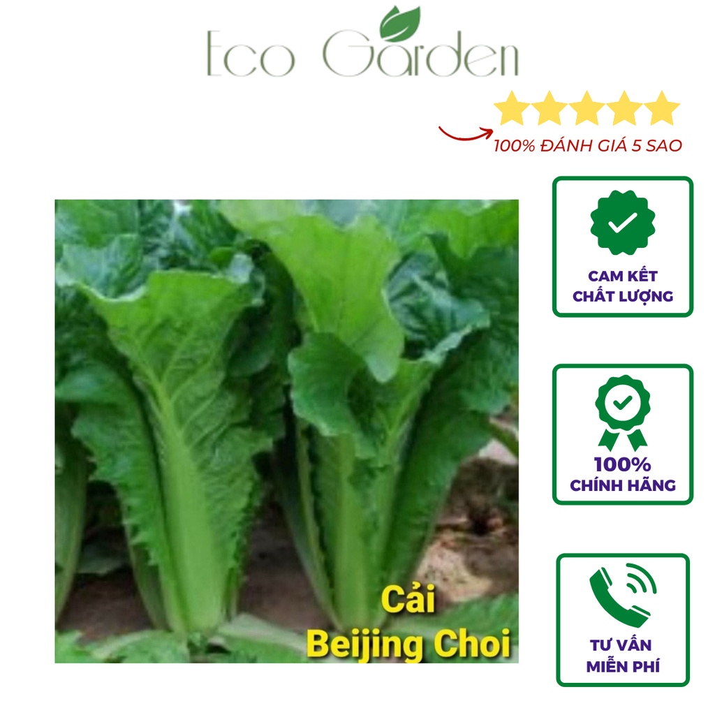 Hạt giống Cải Taiwan Beijing Choi chịu nhiệt nhập Mỹ - Johnny's Seeds