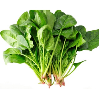 Hạt Giống Rau Chân Vịt ( Cải Bó Xôi , Bina )
