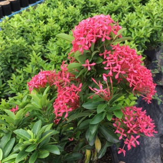 Cây mẫu đơn tím sen