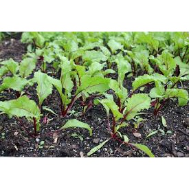 (Gói 100 hạt)Hạt giống củ dền ( củ cải đường )dễ trồng kháng bệnh tốt năng suất cao-Tổng kho hạt giống giá rẻ