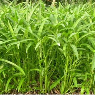 Hạt Giống Rau Muống Lá Tre cao sản - Gói 50gram