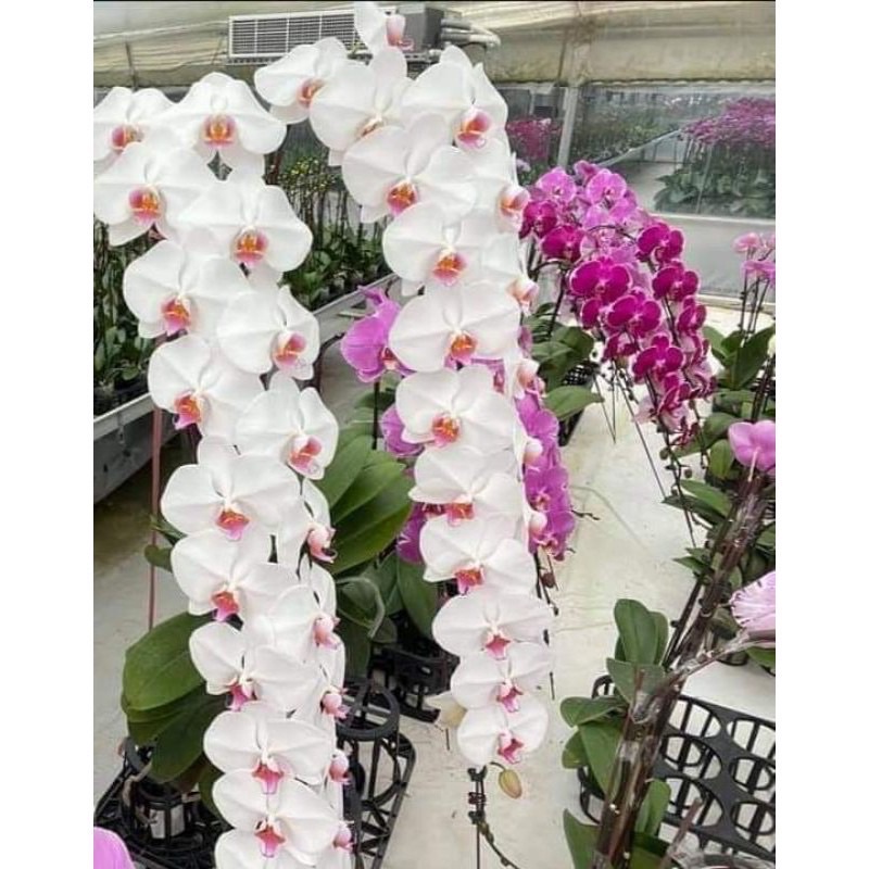 ĐẠI HỒ ĐIỆP SIZE 3.0 ĐANG NỤ HOA NHIỀU MÀU CỰC ĐẸP