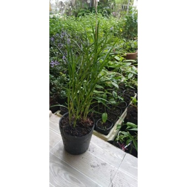 Trúc lan, Arundina graminifolia, chậu giống