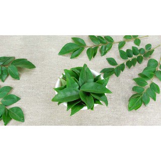 Cây Cà Ri( Lá Chiêng) - Chậu Nhựa