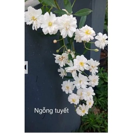 Chậu Hồng Ngỗng Tuyết Thơm Hoa chùm 70cm  200k tặng 0.5lít dịch trùn KHO TẠI QUẬN 11, 7,9, thủ đức, phú nhuận