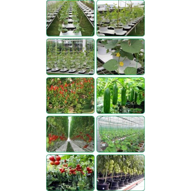 Phân Bón DAP giúp ra rễ, đâm chồi, lá xanh.