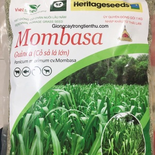 Hạt giống cỏ mombasa ghine-cỏ sả lá lớn 1kg