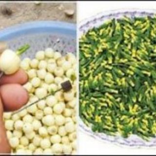 [FREESHIP 99K TOÀN QUỐC]Hạt sen hồng Miền Bắc loại 1