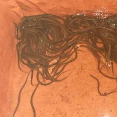 bể bạt nuôi ốc , ếch , cá lươn - loại TRUNG GIÁ XƯỞNG