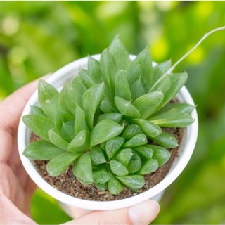 Sen đá dạ quang 9-11cm