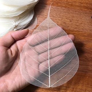 Xương lá Bồ Đề nguyên bản - size 8-9-10-11 ( cm)
