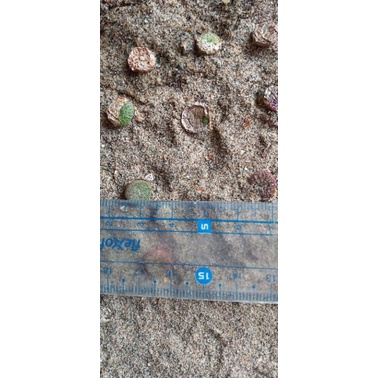 Cây conophytum obcordellum