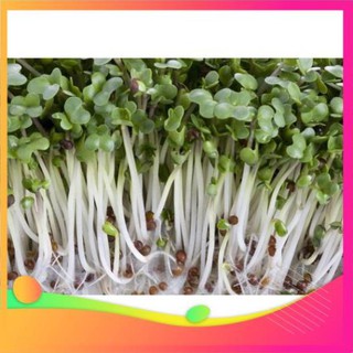 Hạt giống mầm cải ngọt gói 50g Hương Nông uy tín, chất lượng, an tâm ươm mầm