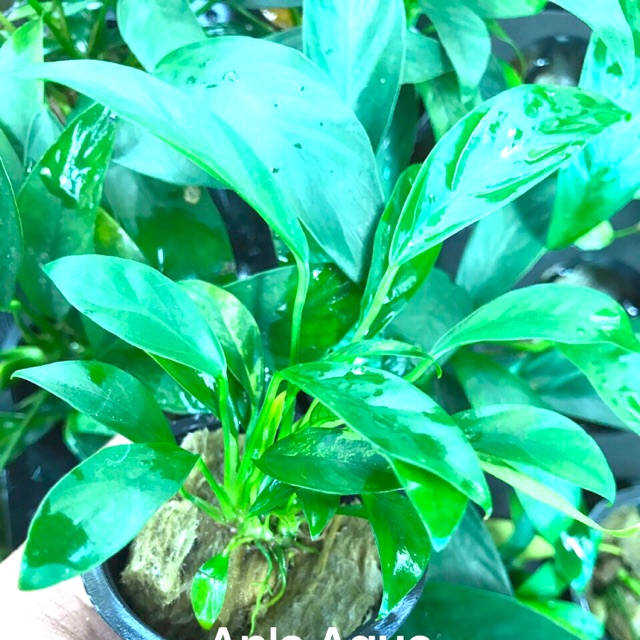 Cây thuỷ sinh - Ráy lá dài