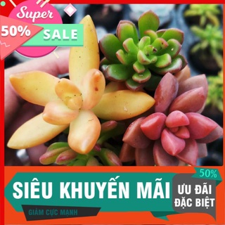 Sen mix ngẫu nhiên