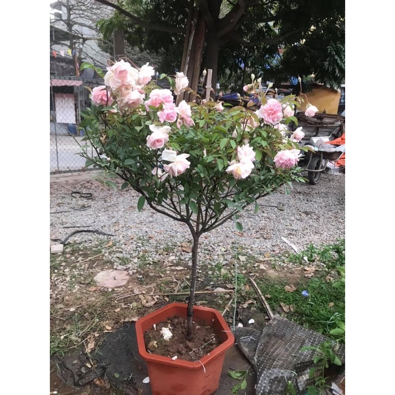 COMBO 5 GỐC HỒNG CỔ SAPA TẶNG KÈM KÍCH RỄ VÀ HƯỚNG DẪN TRỒNG)