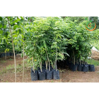 Hạt giống cây Sưa Đỏ (Huỳnh Đàn, Trắc Thối, Huê )  - Gói 20 hạt - STHG2