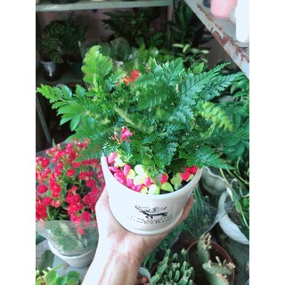 Chậu cây dương sỉ