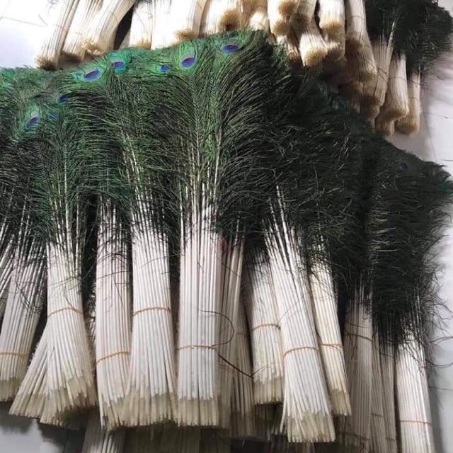 Combo 100 lông công thật