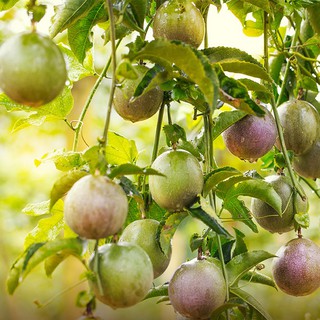 Hạt Giống Chanh Dây Cao Sản