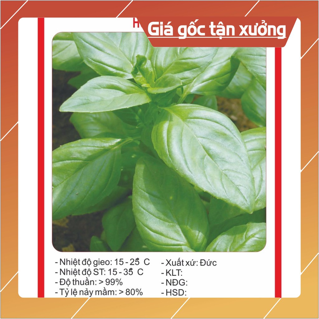 Hạt Giống Húng Tây Hạt giống