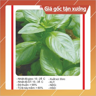 Hạt Giống Húng Tây Hạt giống