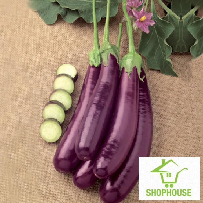 Shophouse 50 hạt giống cà tím dài  SHOP HOUSE  TẾT KHUYẾN MẠI