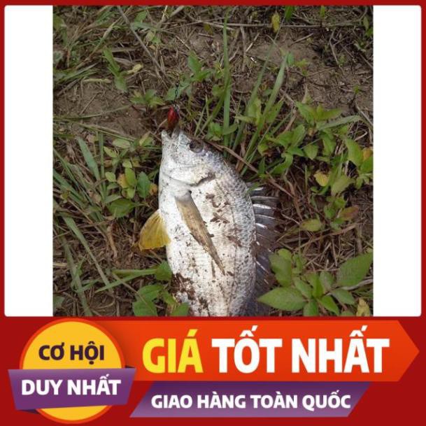 Mồi ruồi câu cá chuyên các loại cá rô phi, rô ta, chuối, lóc, sộp, thiểu - ĐỒ CÂU PHÍA BẮC - S1