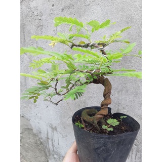 Cây me bonsai