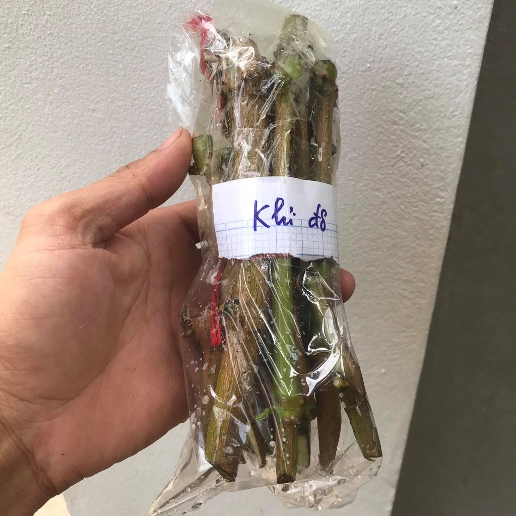 10 Hom giống Cây Hoàn Ngọc đỏ - cây lan điền - con khỉ đỏ - nhật nguyệt