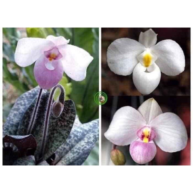 Hoa Lan hài Hồng Sỉ 8k