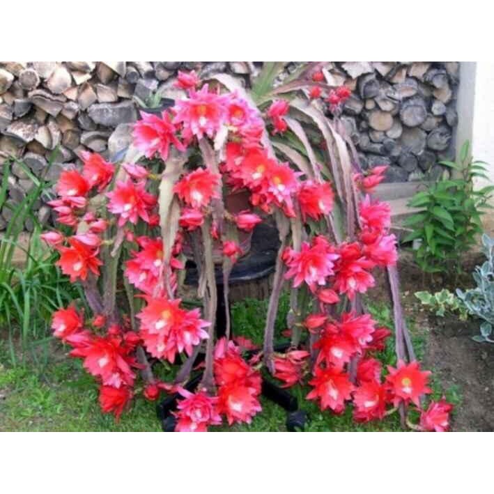 Hoa Đại Nhật Quỳnh có 8 màu ra hoa vào Tết