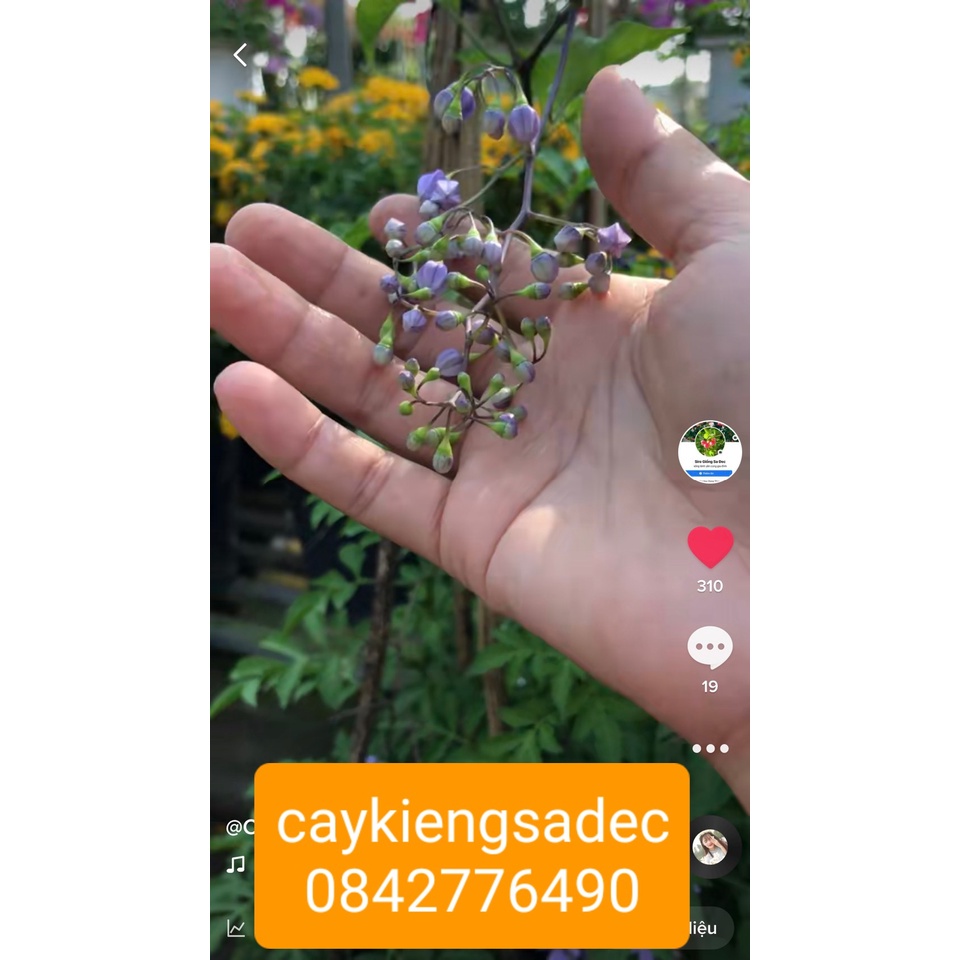 Caykiengsadec- Tiêu nương+ tặng phân bón