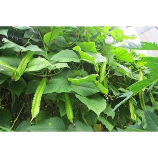 10GR_HẠT GIỐNG ĐẬU RỒNG (DỄ TRỒNG)