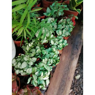 Lá may mắn (Fittonia)