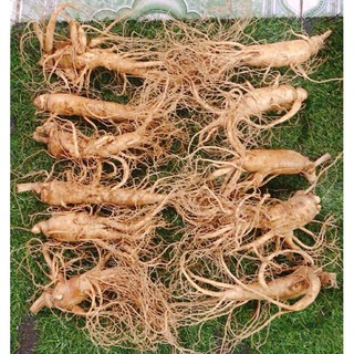 Nhân sâm tươi Hàn Quốc 160k/1 củ 80gr