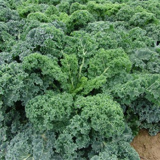 5gr - HẠT GIỐNG CẢI XOĂN KALE