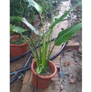 Cây giống chuối rẻ quạt như hình