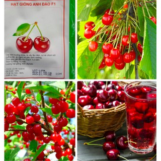 HẠT GIỐNG CHERY ĐỎ GÓI 10 HẠT