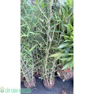 Bụi Trúc Quan Âm