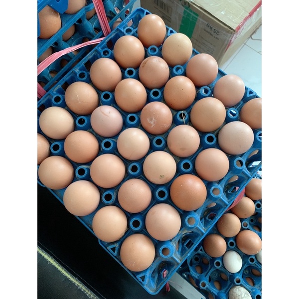 [Q7]Trứng gà công nghiệp/gà ta - loại 1 - trứng mới hằng ngày tại vườn bến tre | BigBuy360 - bigbuy360.vn