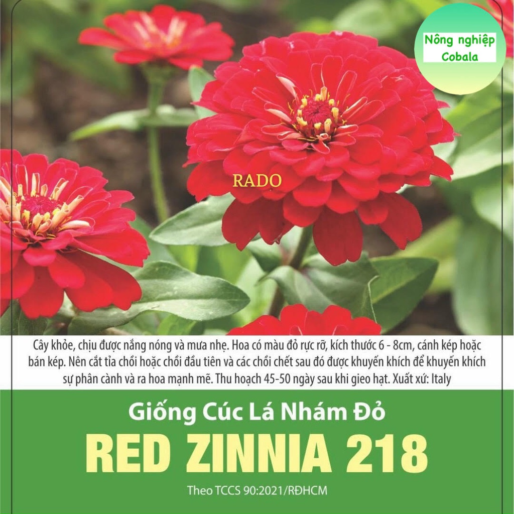 Hạt Giống Hoa Cúc Lá Nhám Đỏ (218) 0.1gr