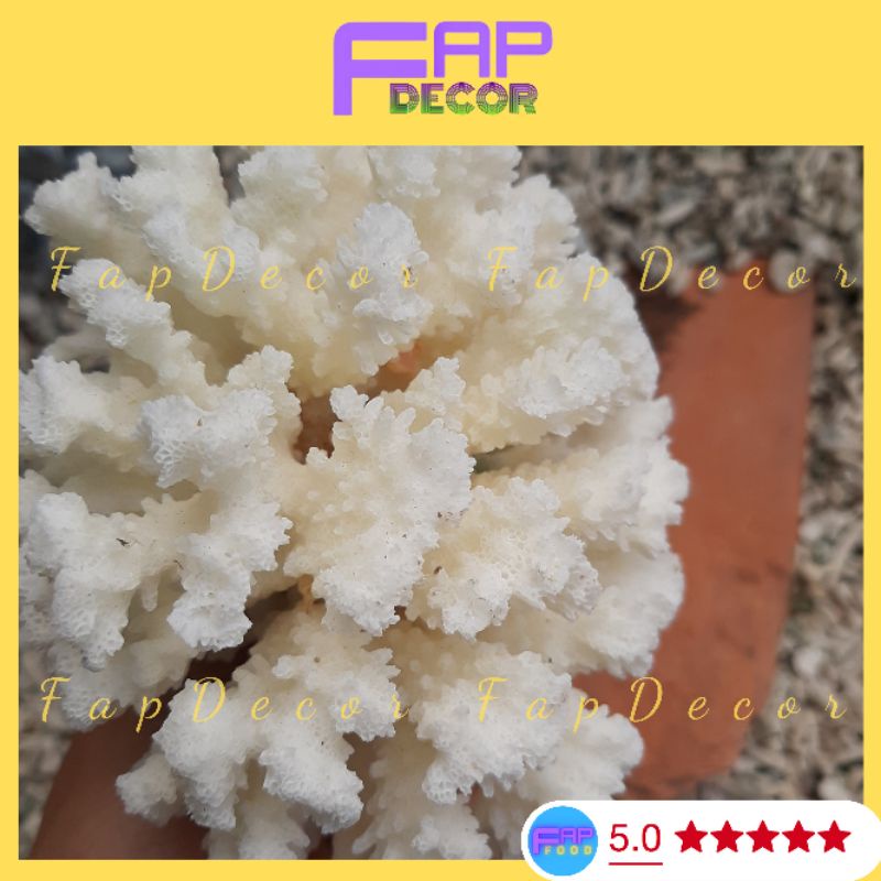 Chùm Bông Rạn Biển Siêu Xinh Trang Trí Hồ Cá, Làm Thủy Sinh, Làm Chùm Bông Để Bàn, Decor Nhà Cửa - FapFood