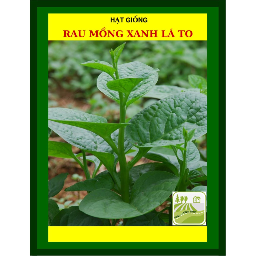 50 Gram - Hạt Mồng Tơi Lá Xanh Trang Nông