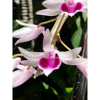 Ki phi điệp, giả hạc