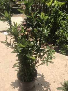 Cây bông Trang sen thái cây mini ( hoa đỏ )