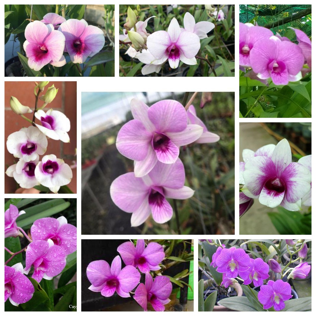 Hoa lan denro thái lan yaya mini chậu size TO hoa quanh năm, hàng đánh thẳng từ thái về