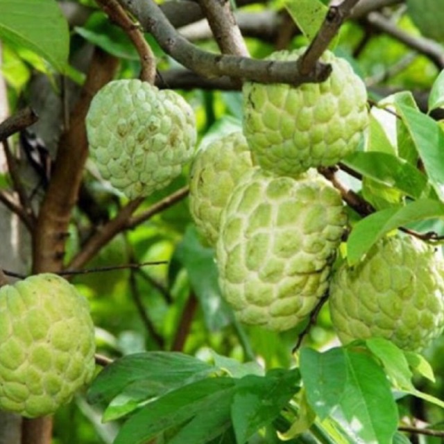 Cây giống na dai còn gọi mãng cầu ta hay mãng cầu dai.