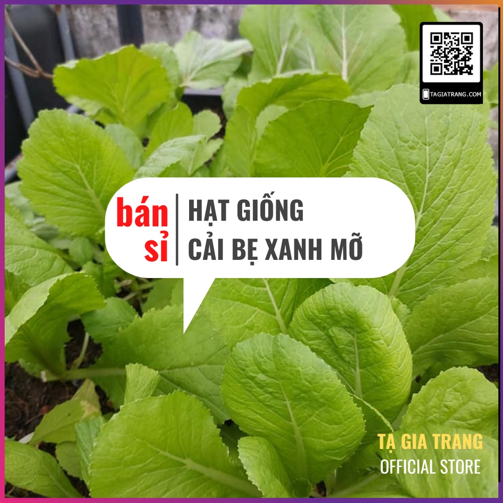 [Bán sỉ] - Hạt giống rau cải bẹ xanh mỡ