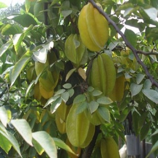 CÂY GIỐNG CÂY KHẾ CHUA, QUẢ SỚM, SIÊU QUẢ - CGCKCSQ